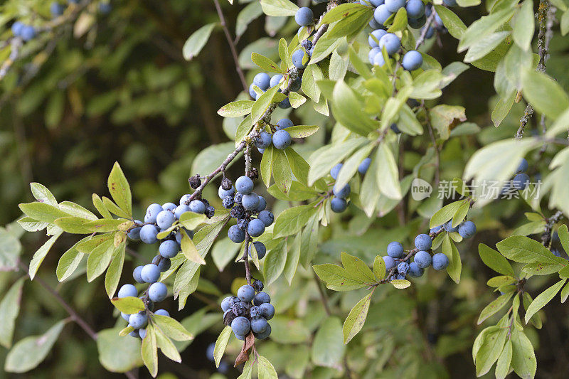 黑刺李(Prunus spinosa)